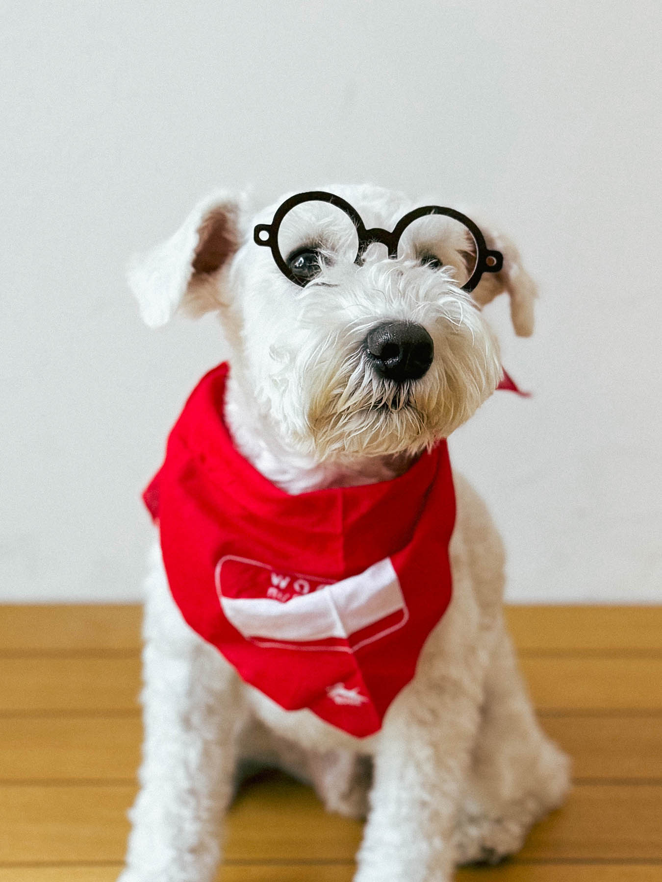 KOBE TAKE YOUR DOG TO WORK DAY KIT（犬のお仕事キット）