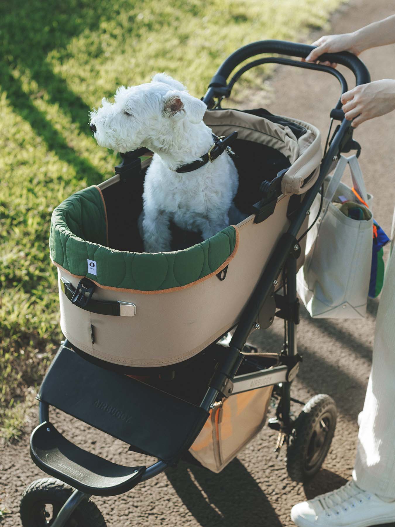 グリーン（モデル犬：7.7kg）