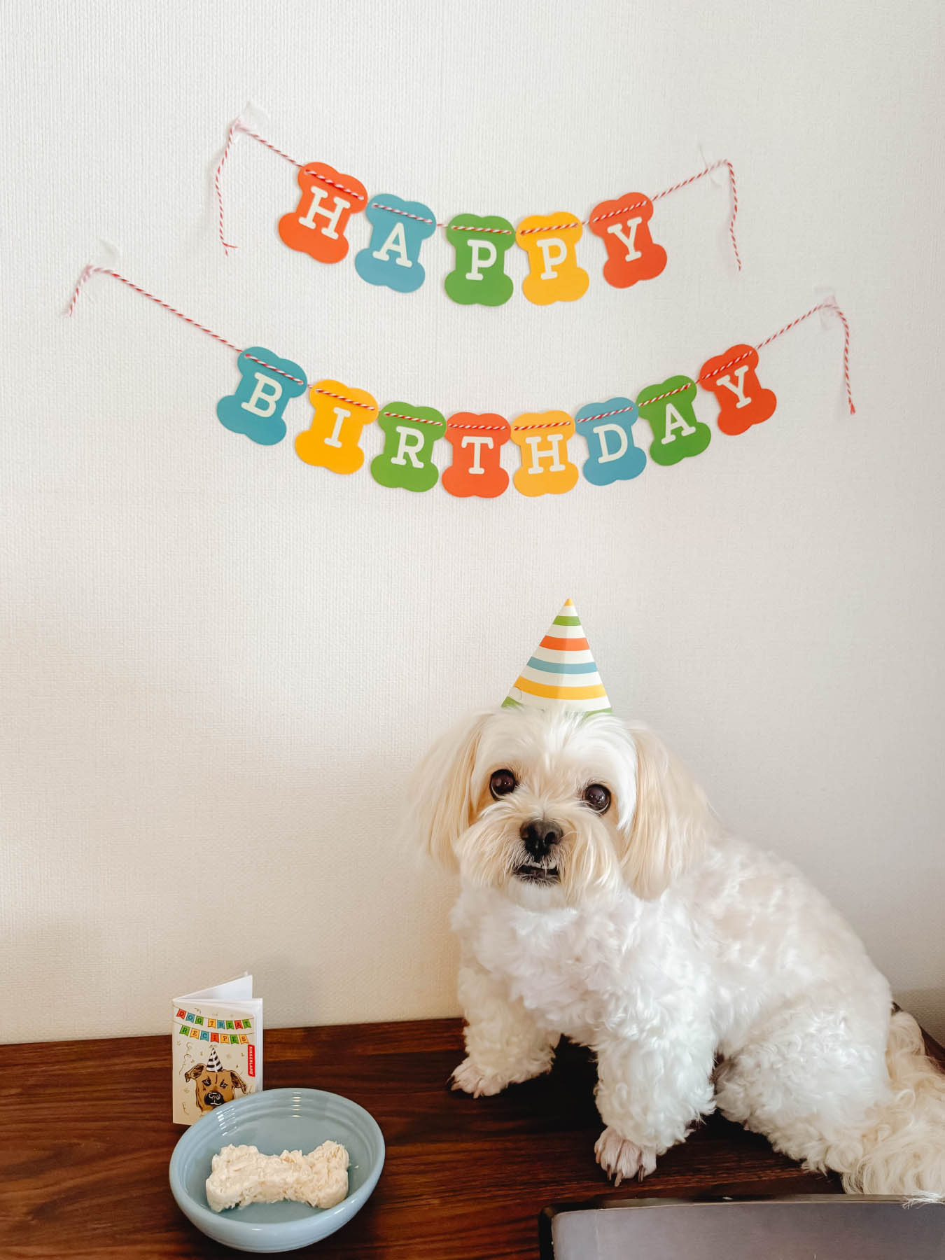 KOBE DOG BIRTHDAY KIT（犬の誕生日キット）